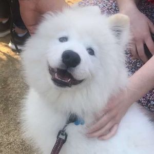 Meet your Posher, Rosalind